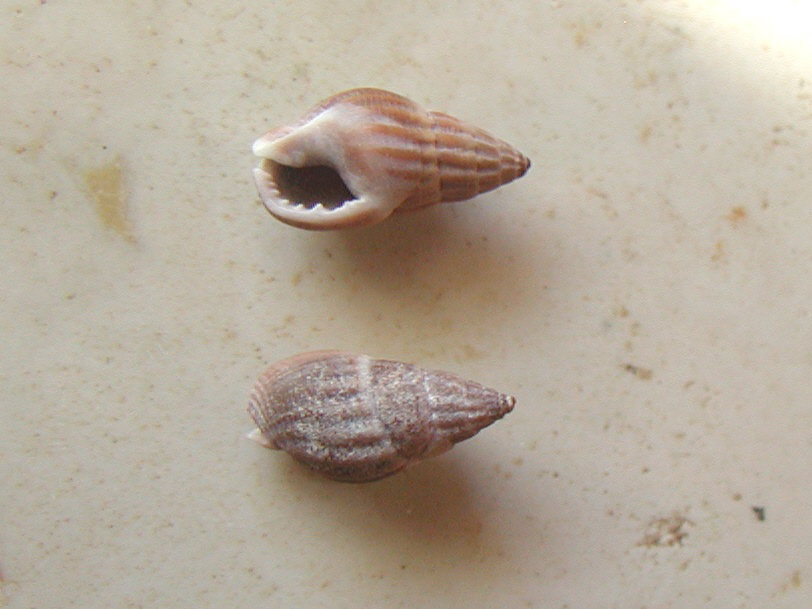 Nassariidae nel Mediterraneo